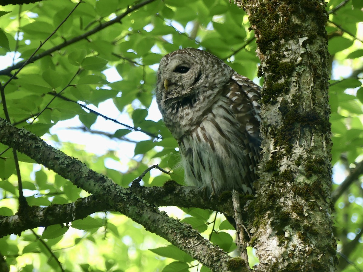 Barred Owl - ML613715274