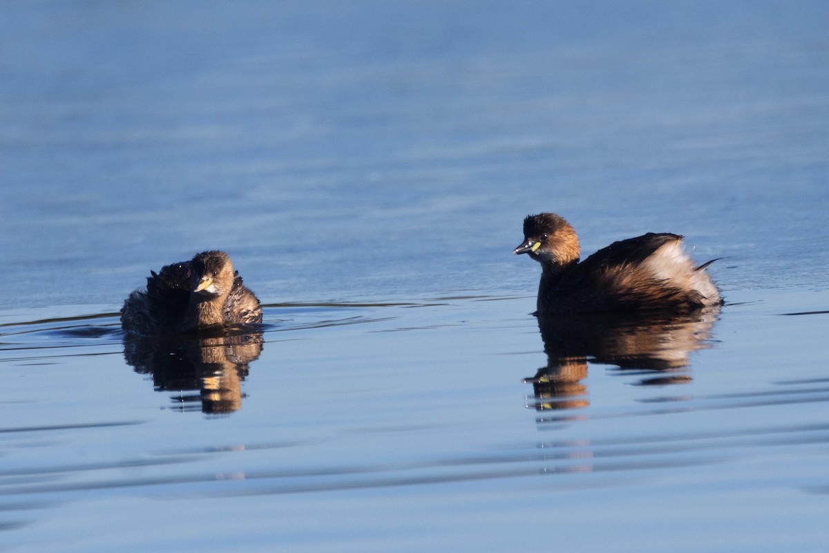 Little Grebe - ML613715336