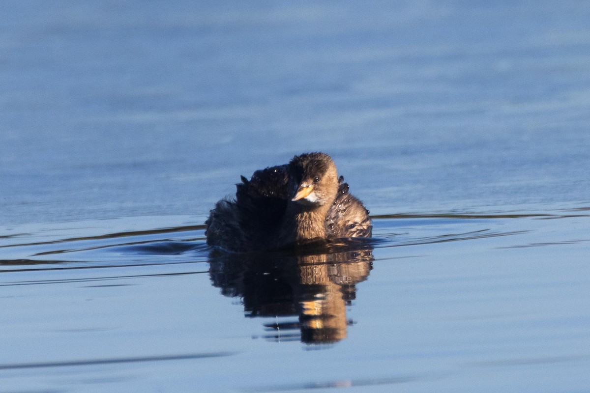 Little Grebe - ML613715337