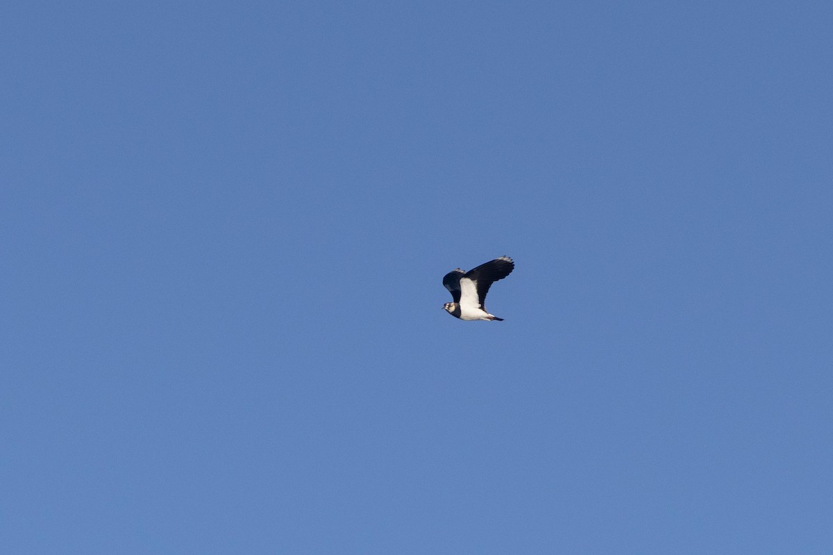Northern Lapwing - ML613715346