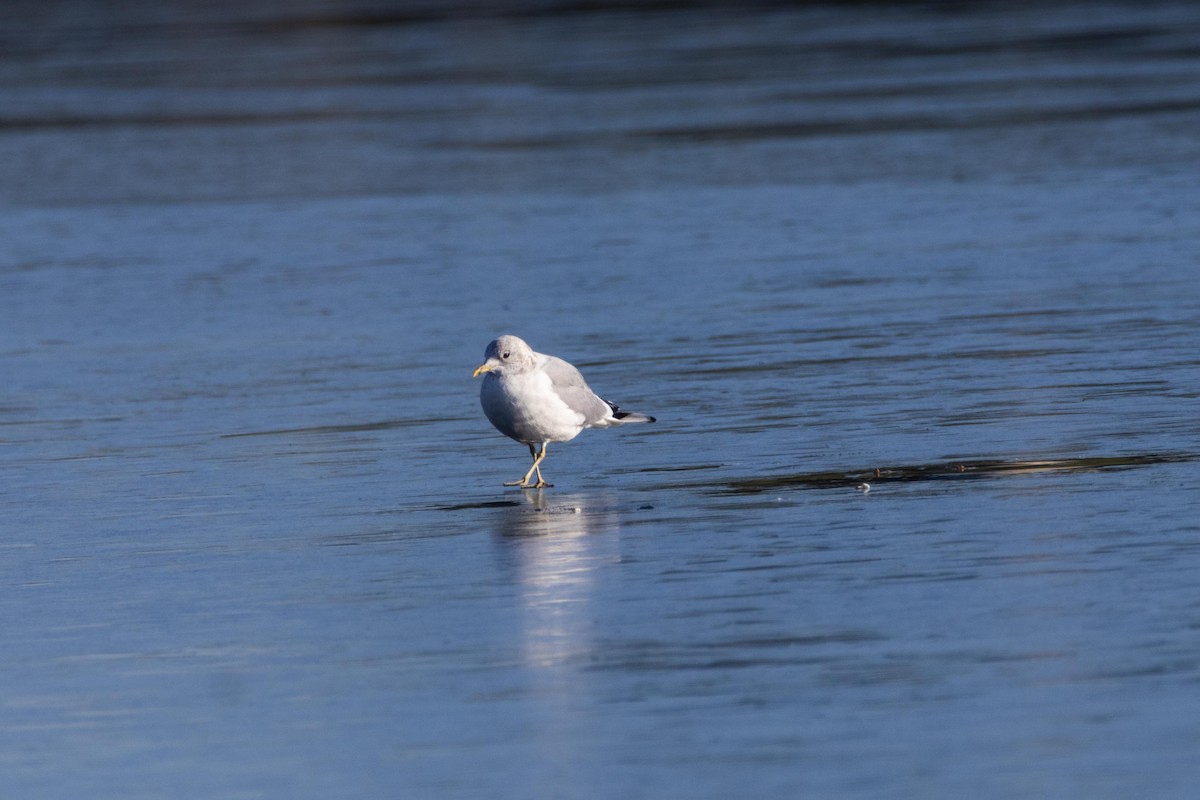 Common Gull - ML613715347