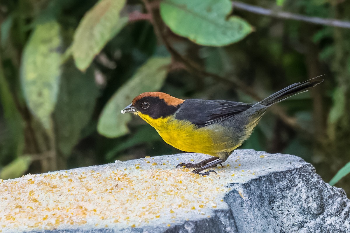 Yellow-breasted Brushfinch - ML613715357