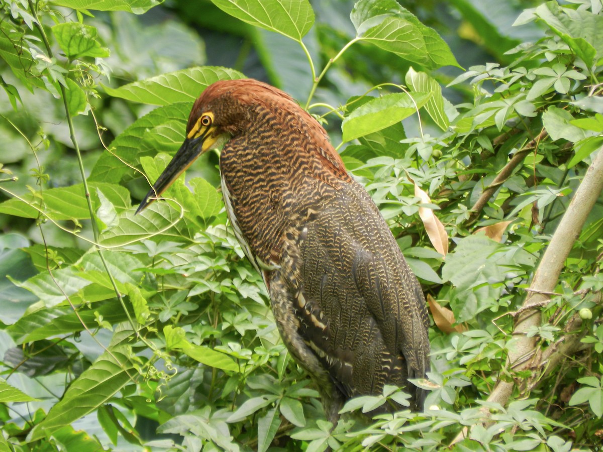 Black-crowned Night Heron - ML613715365