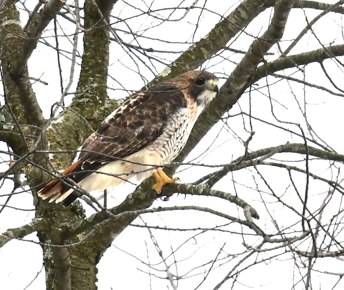 Red-tailed Hawk - ML613715394