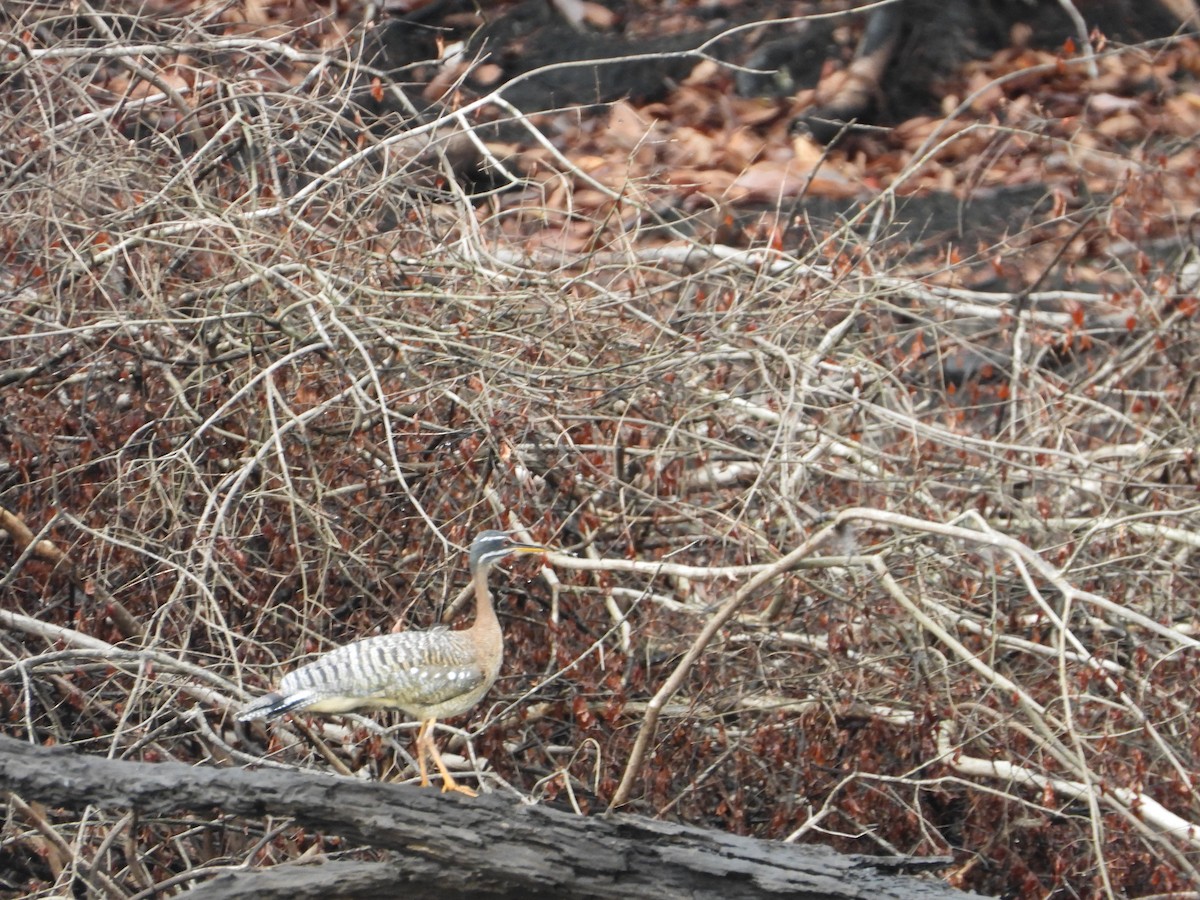 Sunbittern - Maddie  Pearson