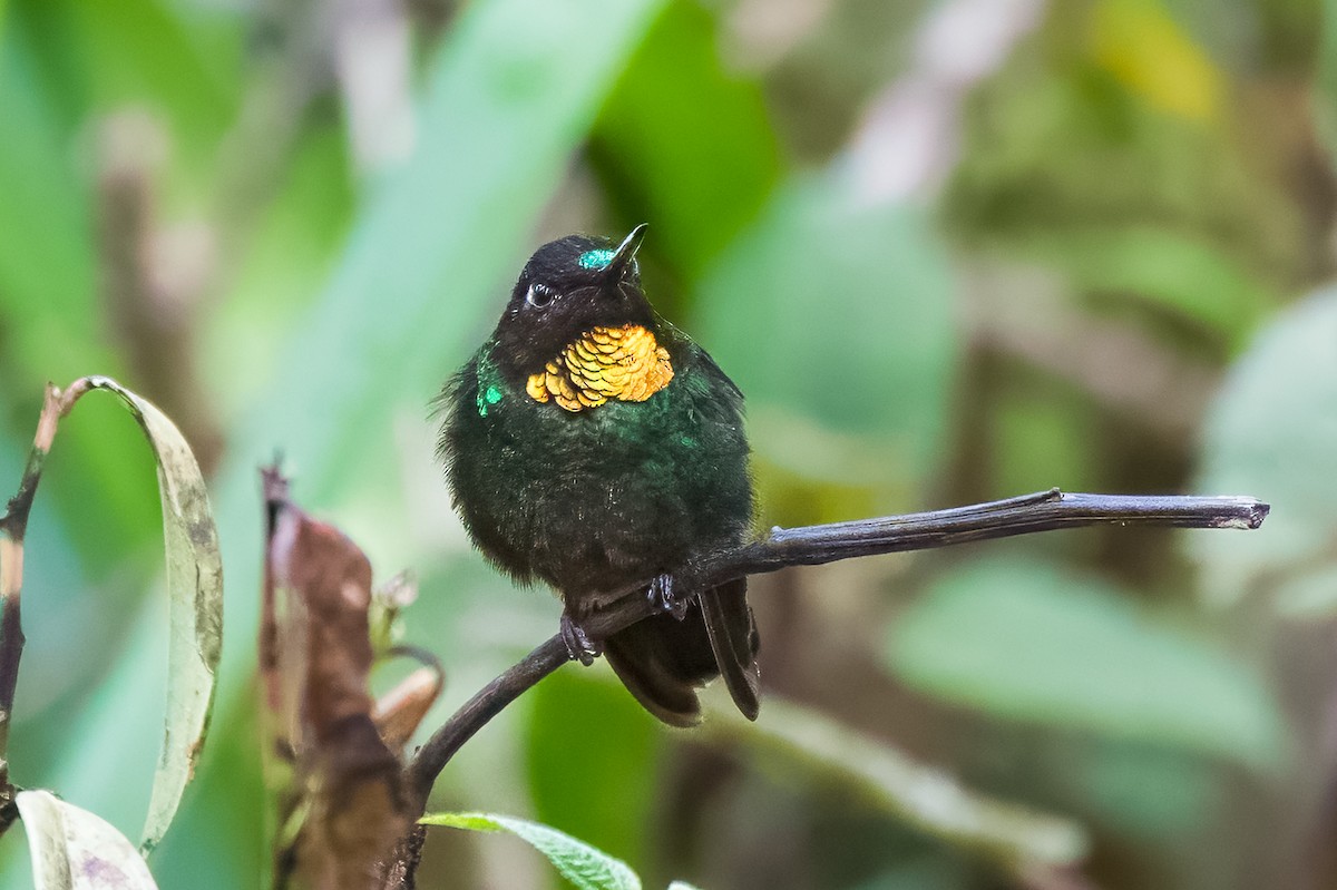 Colibrí Lucero - ML613715508