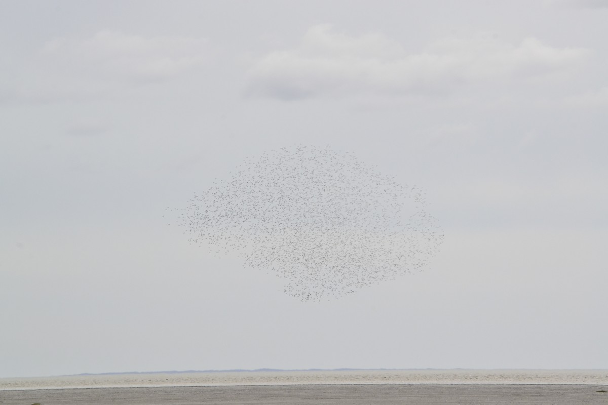 Hudsonian Godwit - ML613715590