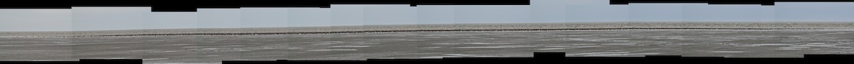 Red Knot - ML613715668