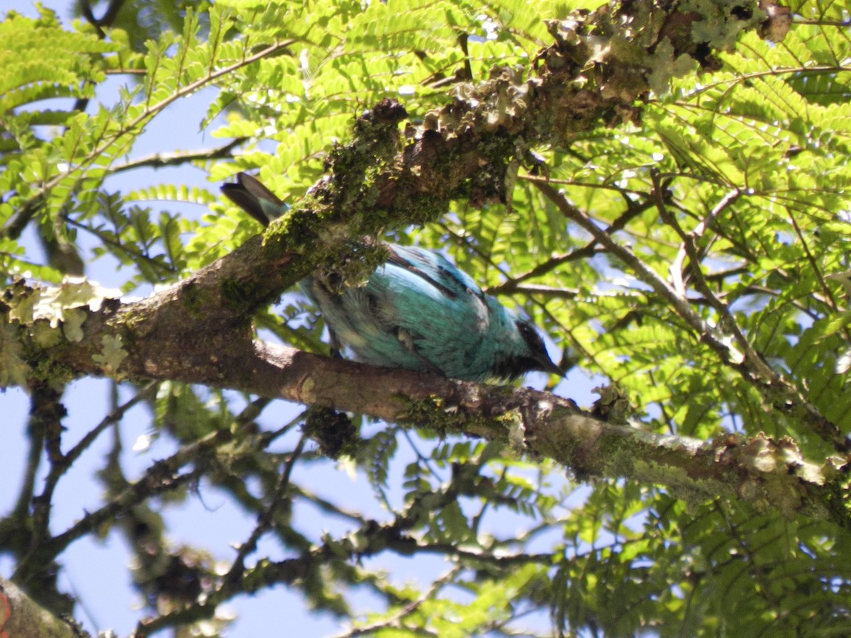 Black-legged Dacnis - ML613715717