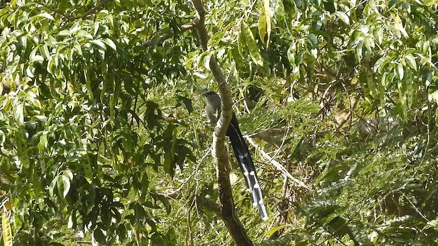 Green-billed Malkoha - ML613715723