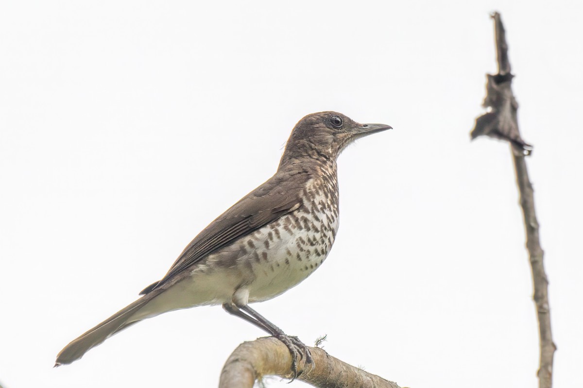 Marañon Thrush - ML613715828