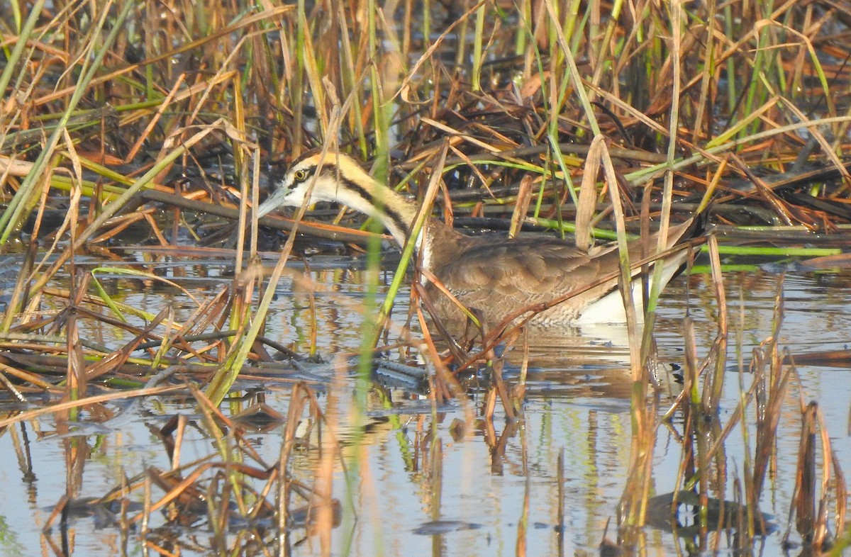 Pheasant-tailed Jacana - ML613715886