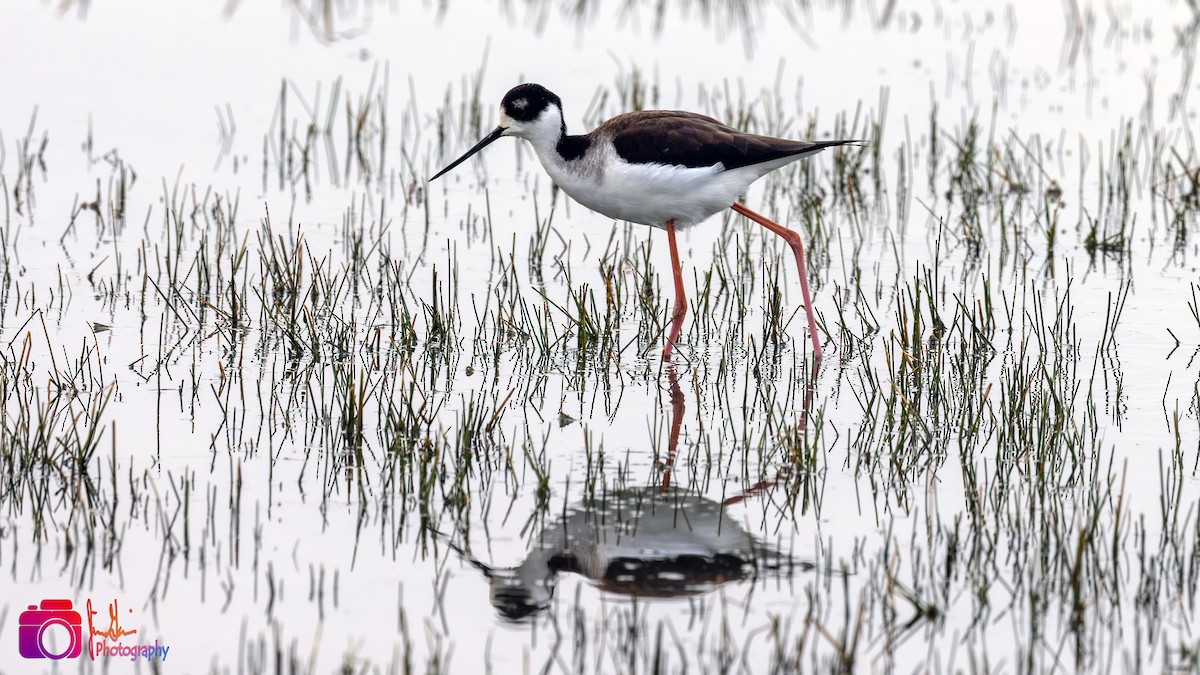 Black-necked Stilt - Jim Gain