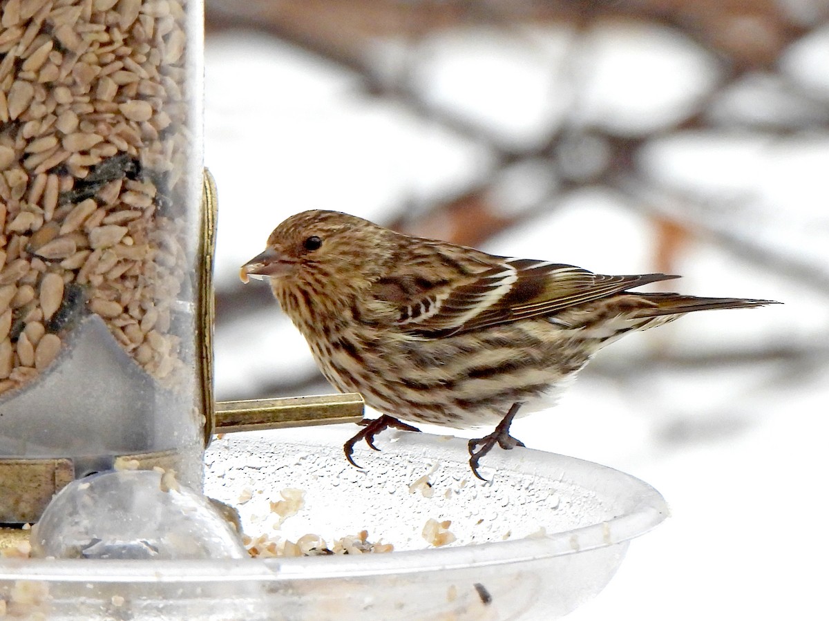 Pine Siskin - hv hughes