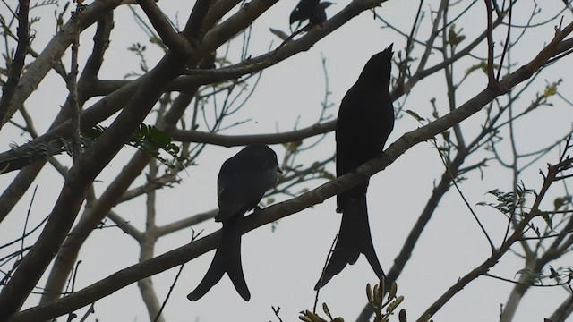 Black Drongo - ML613715950