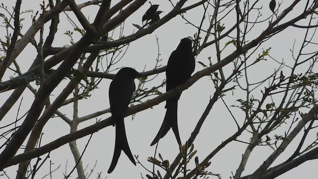 Black Drongo - ML613715951