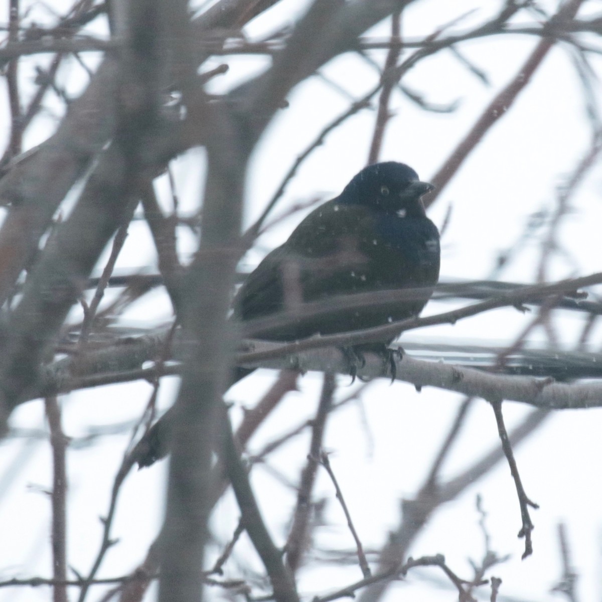 Common Grackle - ML613715959