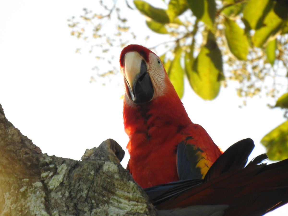 Scarlet Macaw - ML613715968