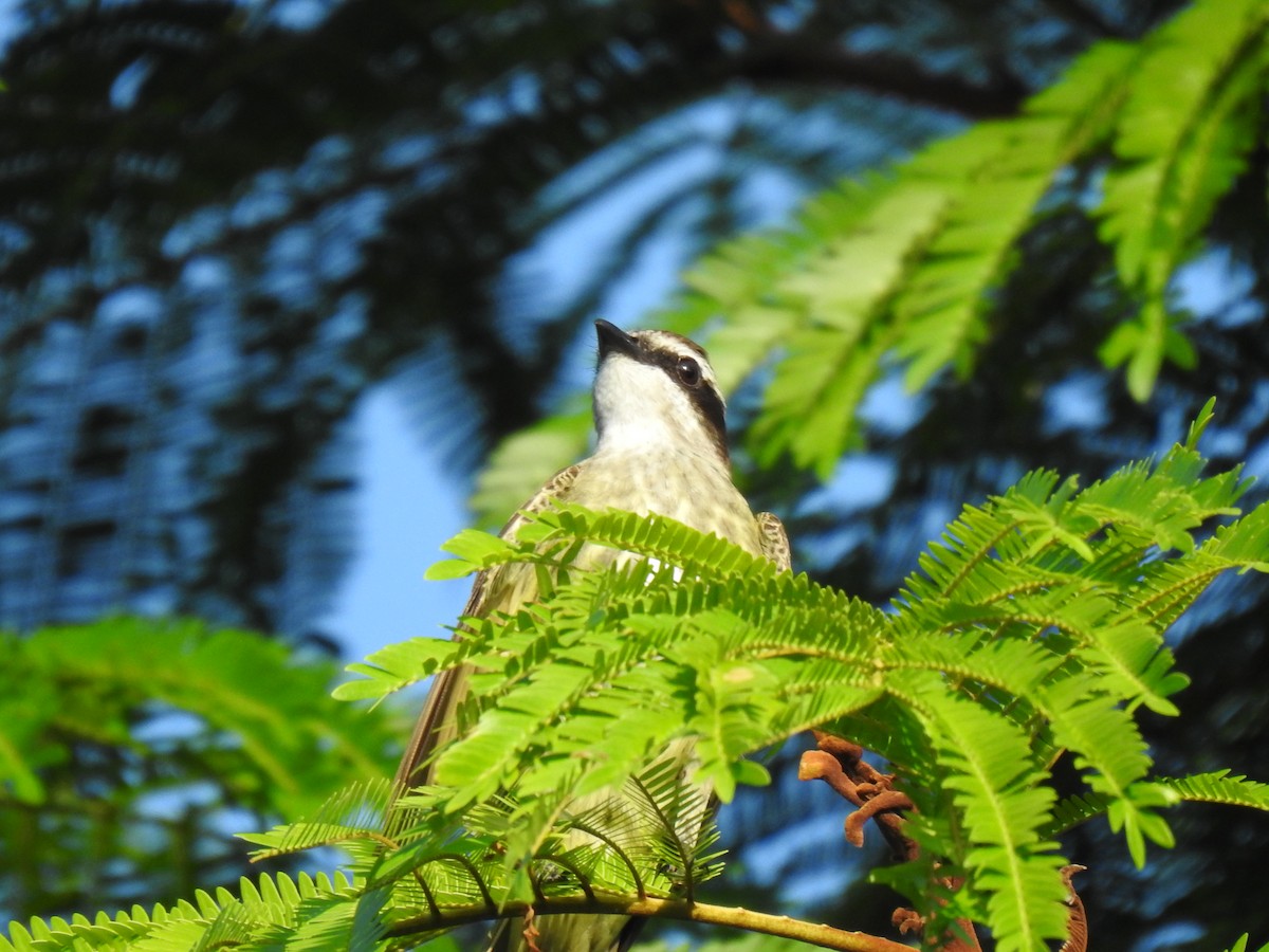 Piratic Flycatcher - ML613716007