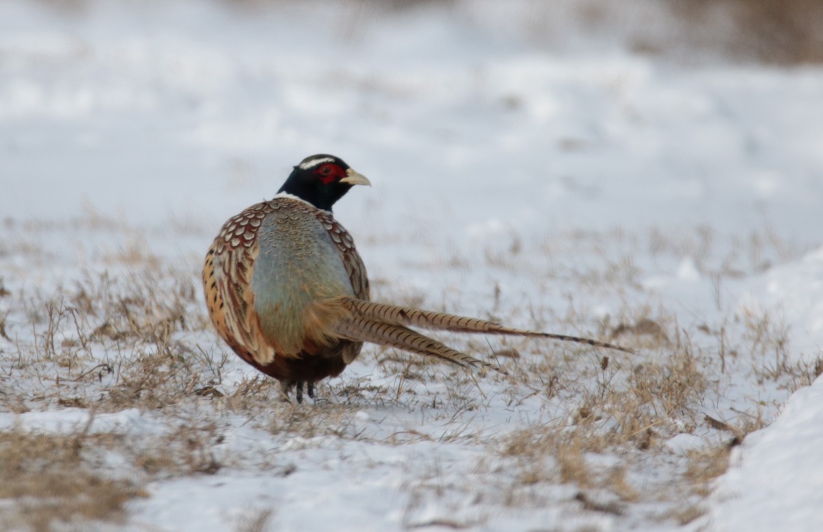 Зэрлэг гургуул - ML613716018