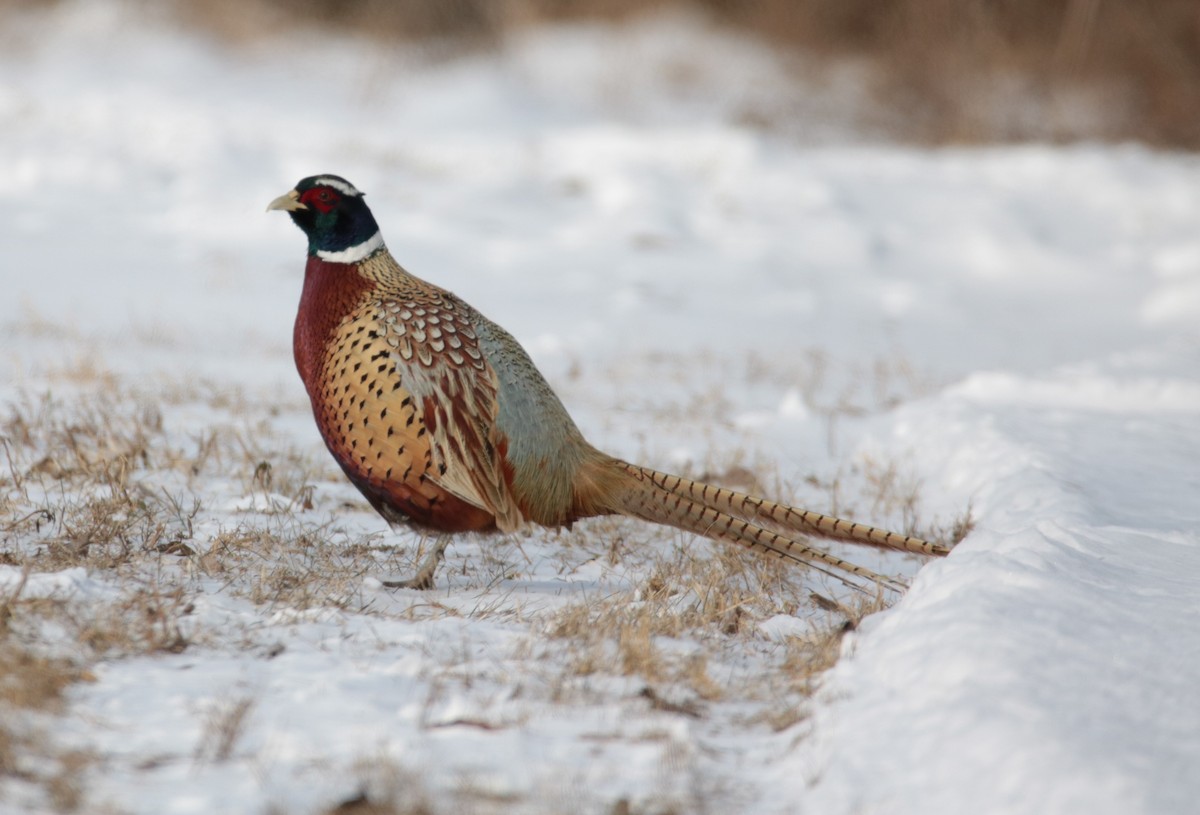 Ring-necked Pheasant - ML613716019