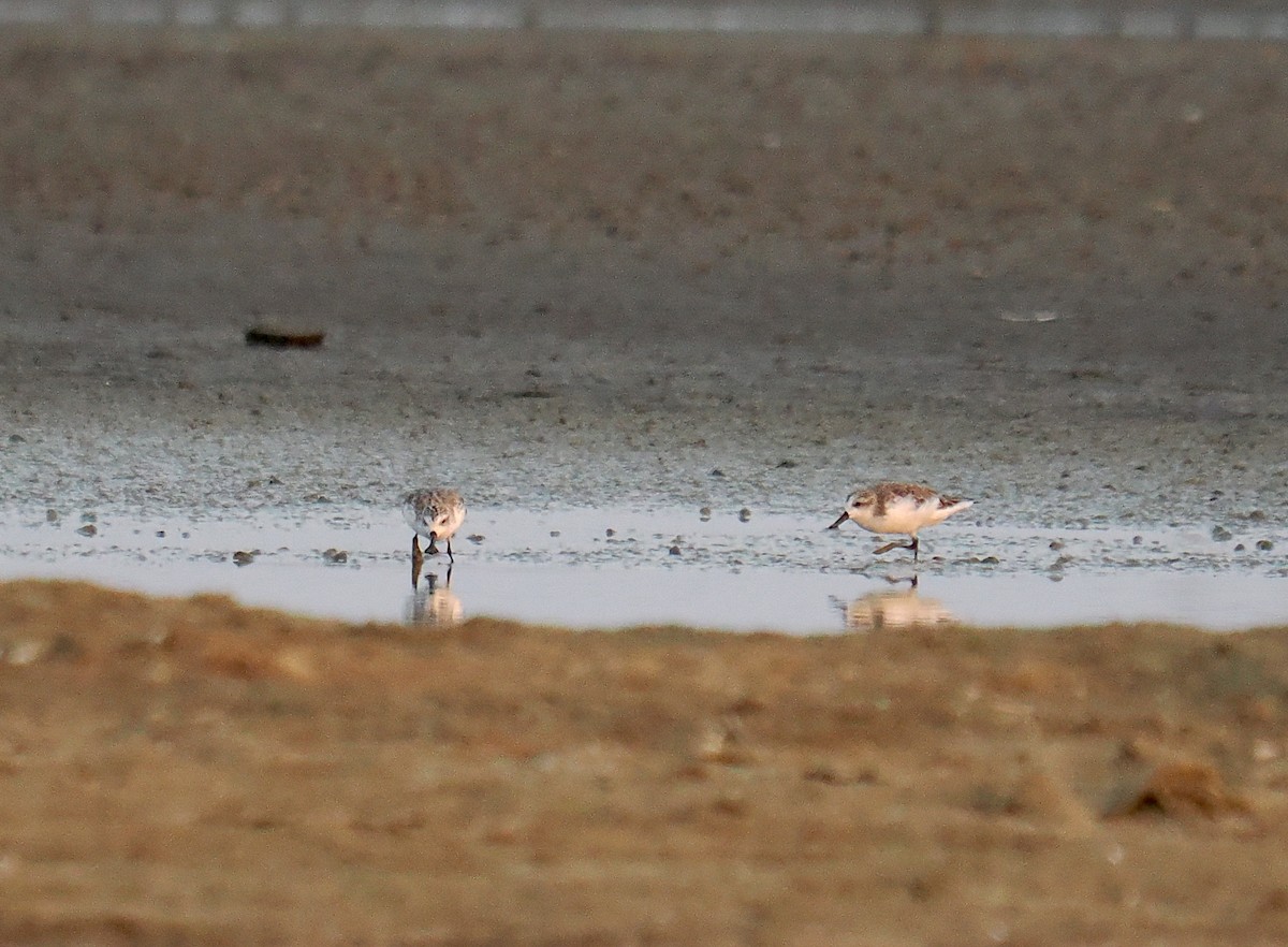 Spoon-billed Sandpiper - ML613716058