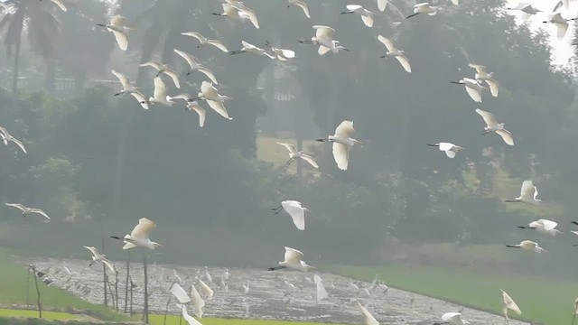 white egret sp. - ML613716099