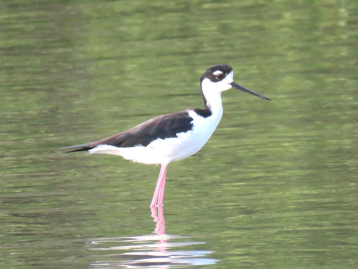 Black-necked Stilt - ML613716279