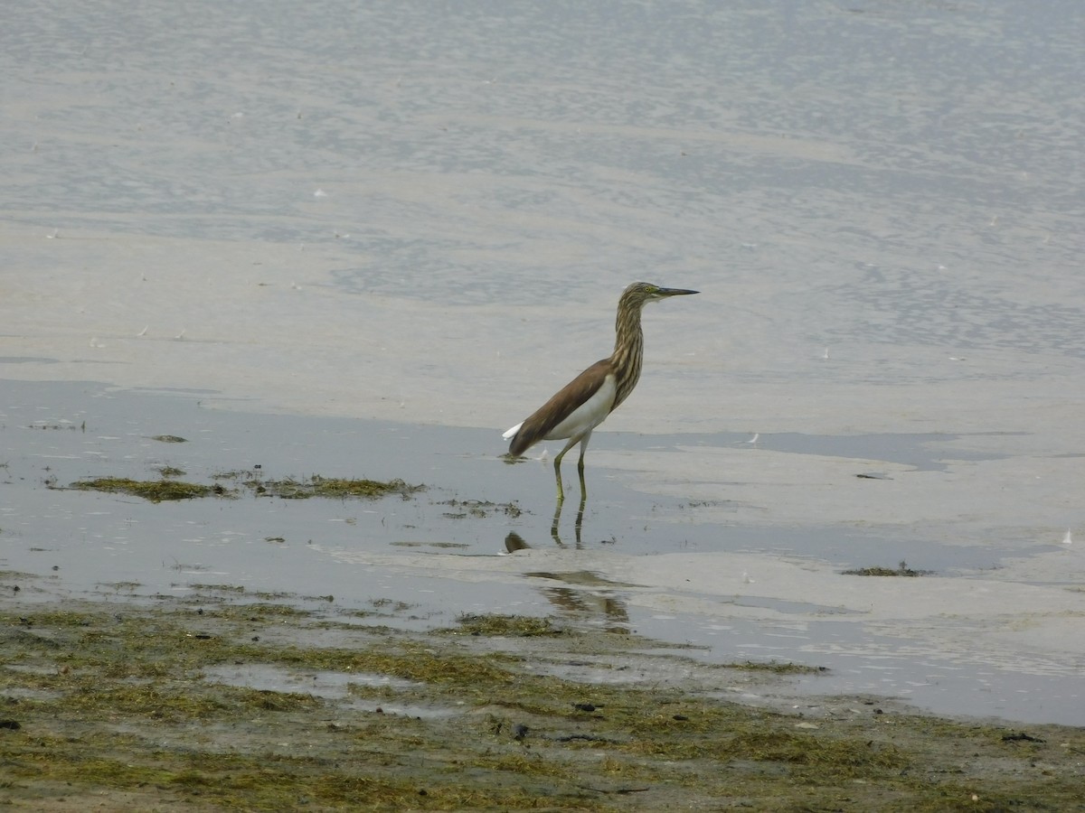 Indian Pond-Heron - ML613716290