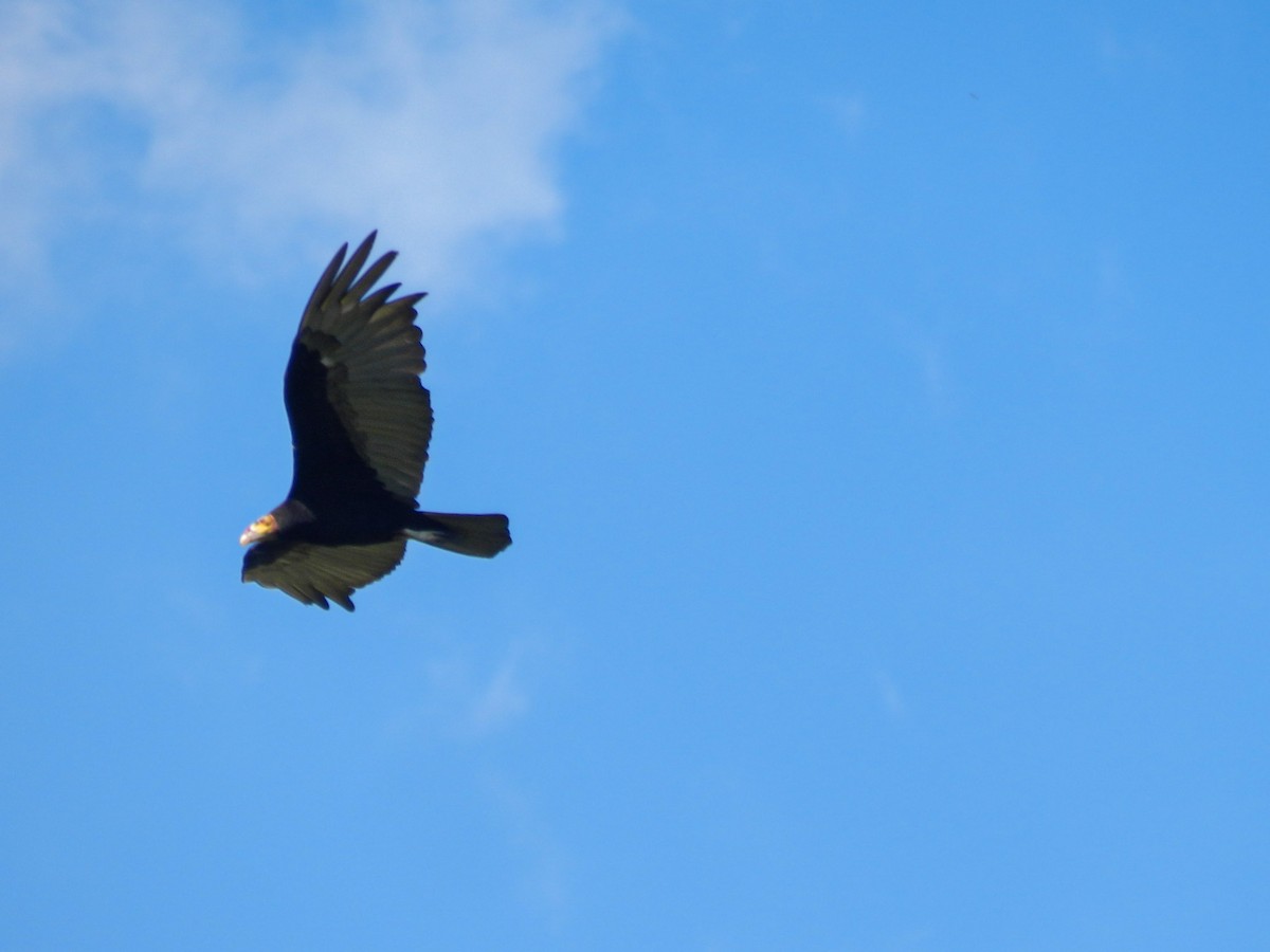 Lesser Yellow-headed Vulture - ML613716291