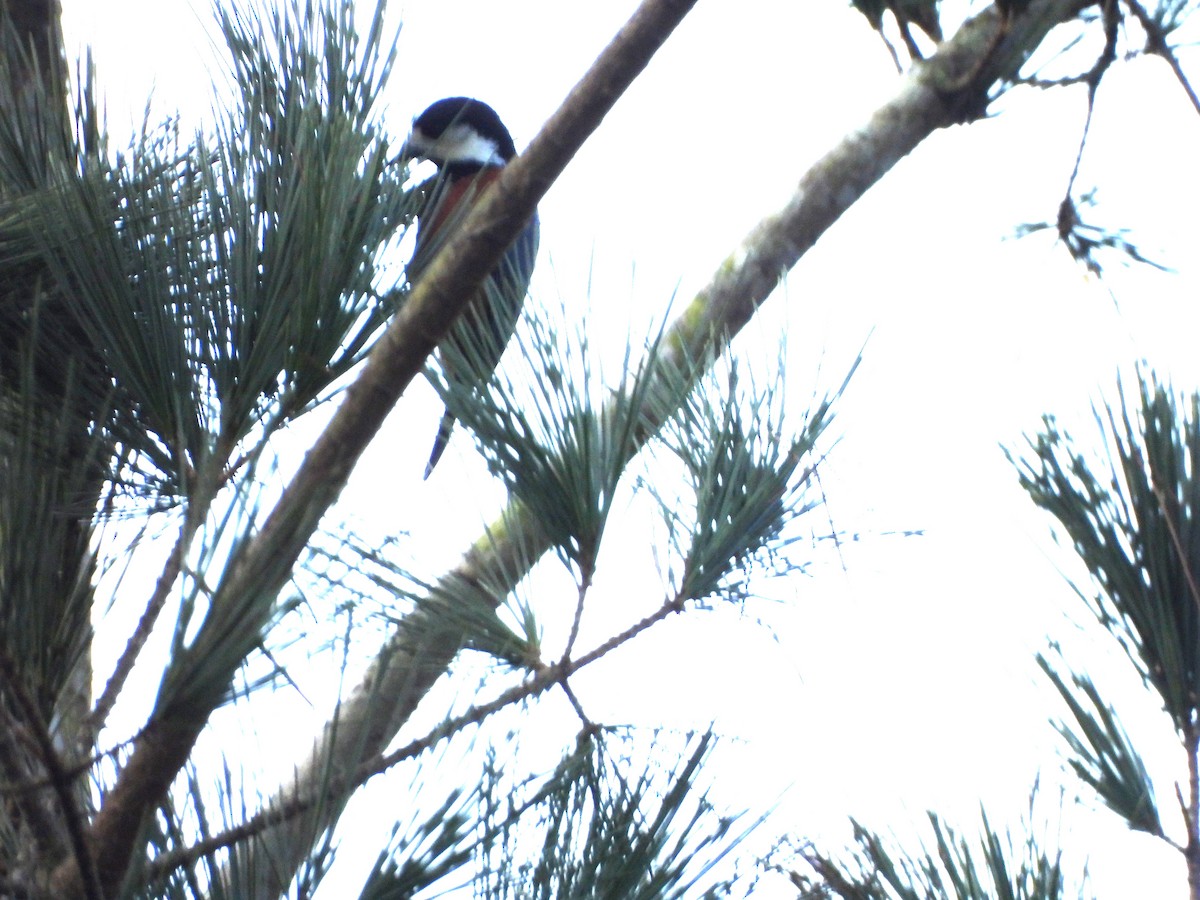 Chestnut-bellied Tit - ML613716316