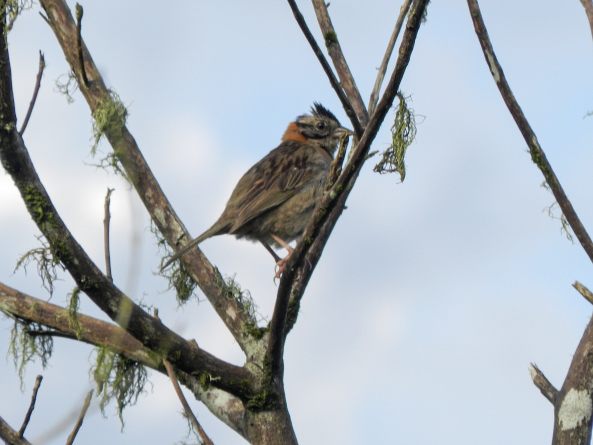 Rufous-collared Sparrow - ML613716322