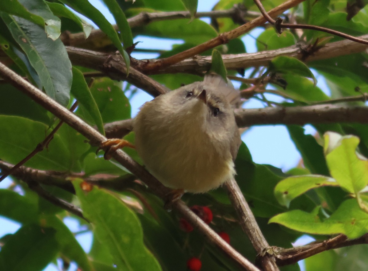 Yellowish-bellied Bush Warbler - 尤 俊華