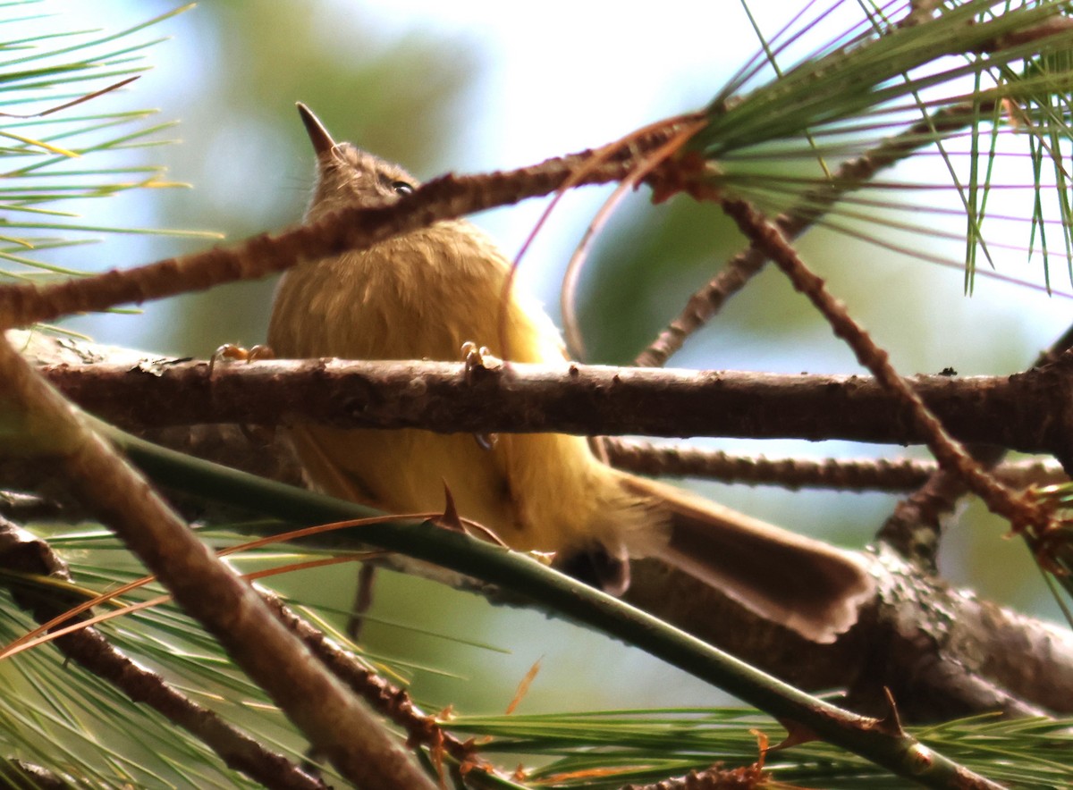 Yellowish-bellied Bush Warbler - 尤 俊華