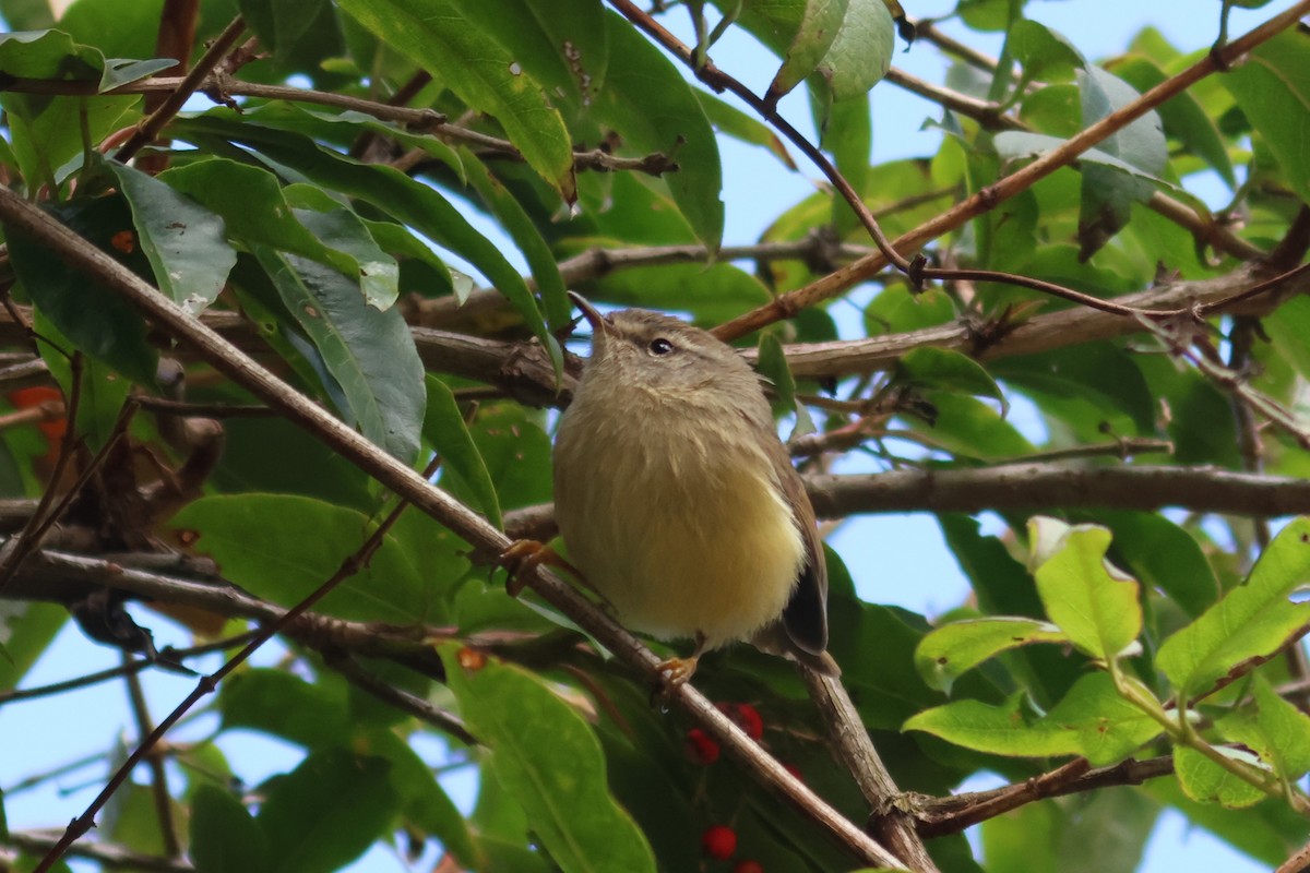 Yellowish-bellied Bush Warbler - 尤 俊華