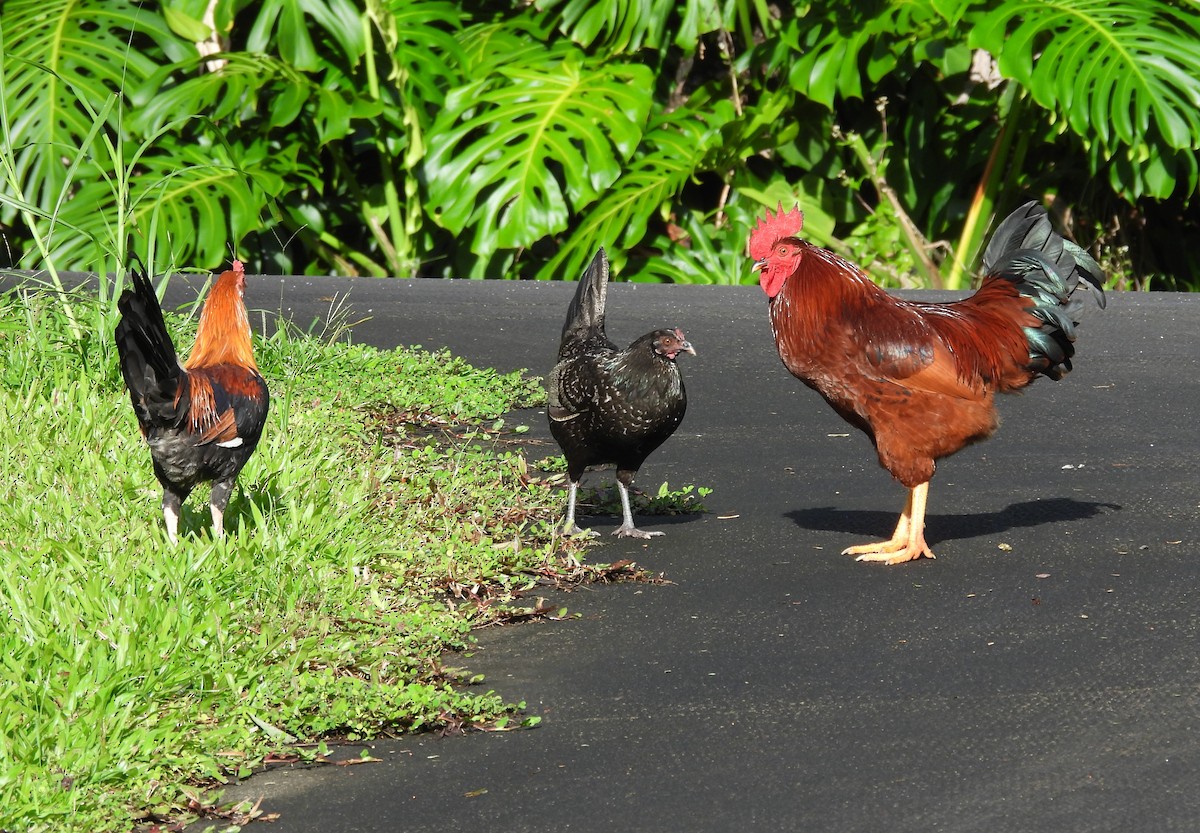 Red Junglefowl (Domestic type) - Jake Ruygt