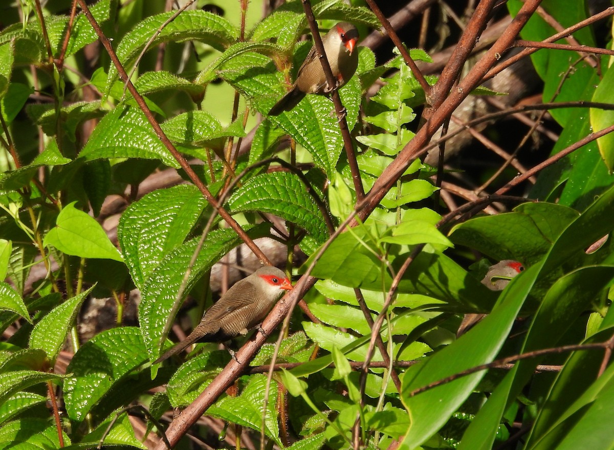 Common Waxbill - ML613716394