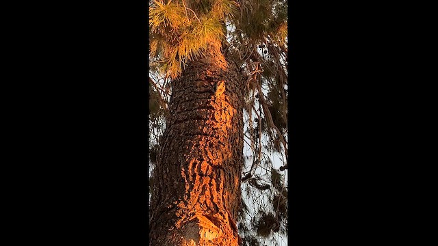 Red-naped Sapsucker - ML613716492