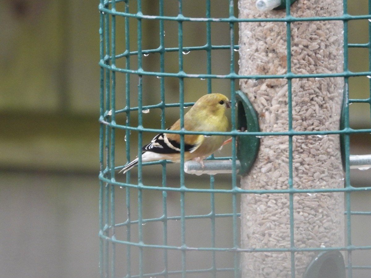 American Goldfinch - ML613716608