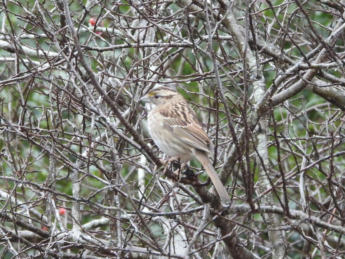 White-throated Sparrow - Karen & Tom Beatty