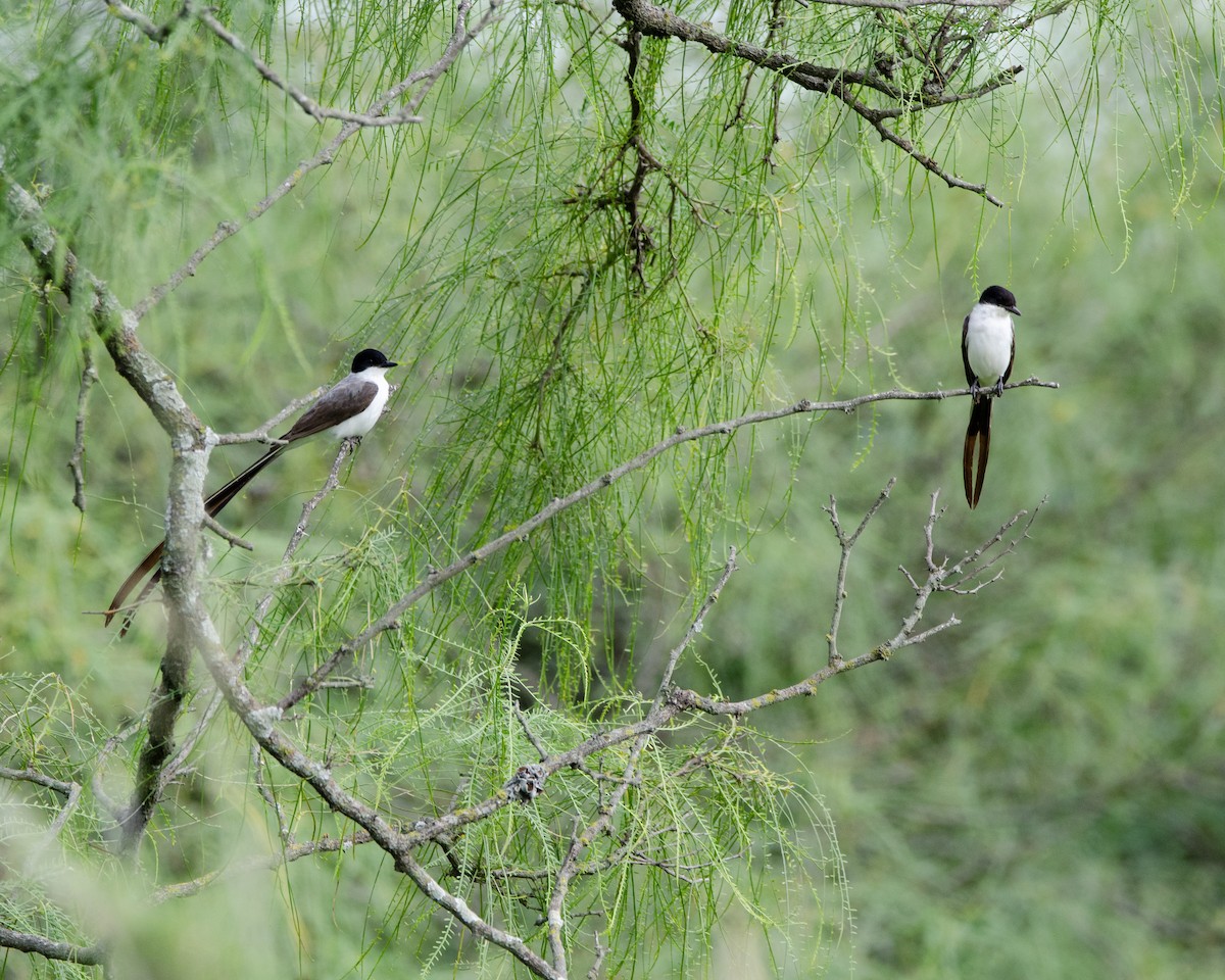 Fork-tailed Flycatcher - ML613716635