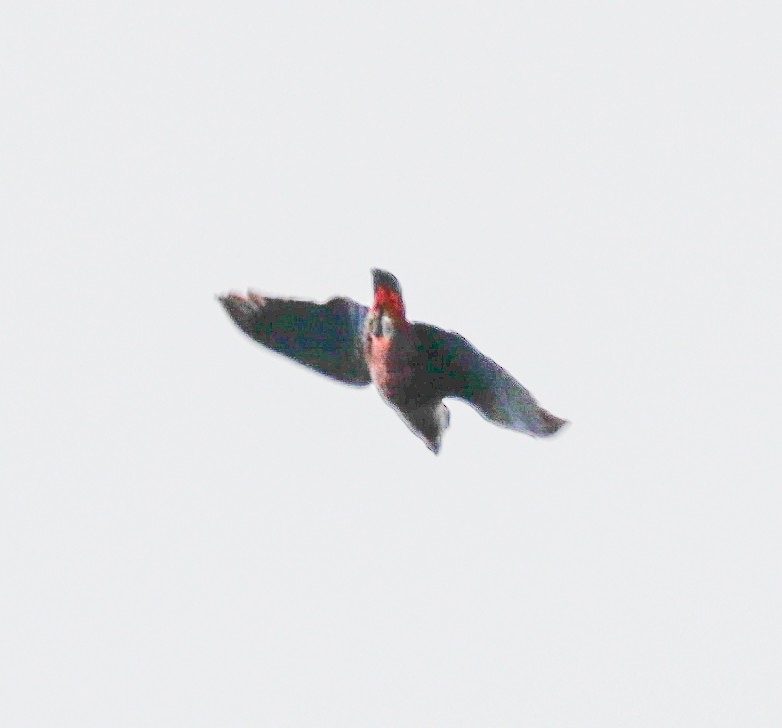 Dusky Parrot - Elby Anderson A Silva