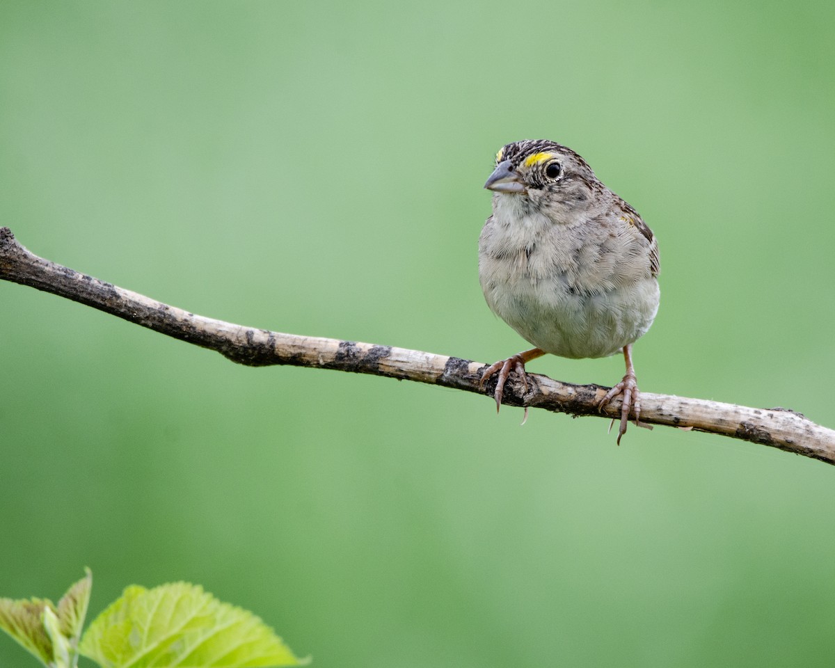 Grassland Sparrow - ML613716680