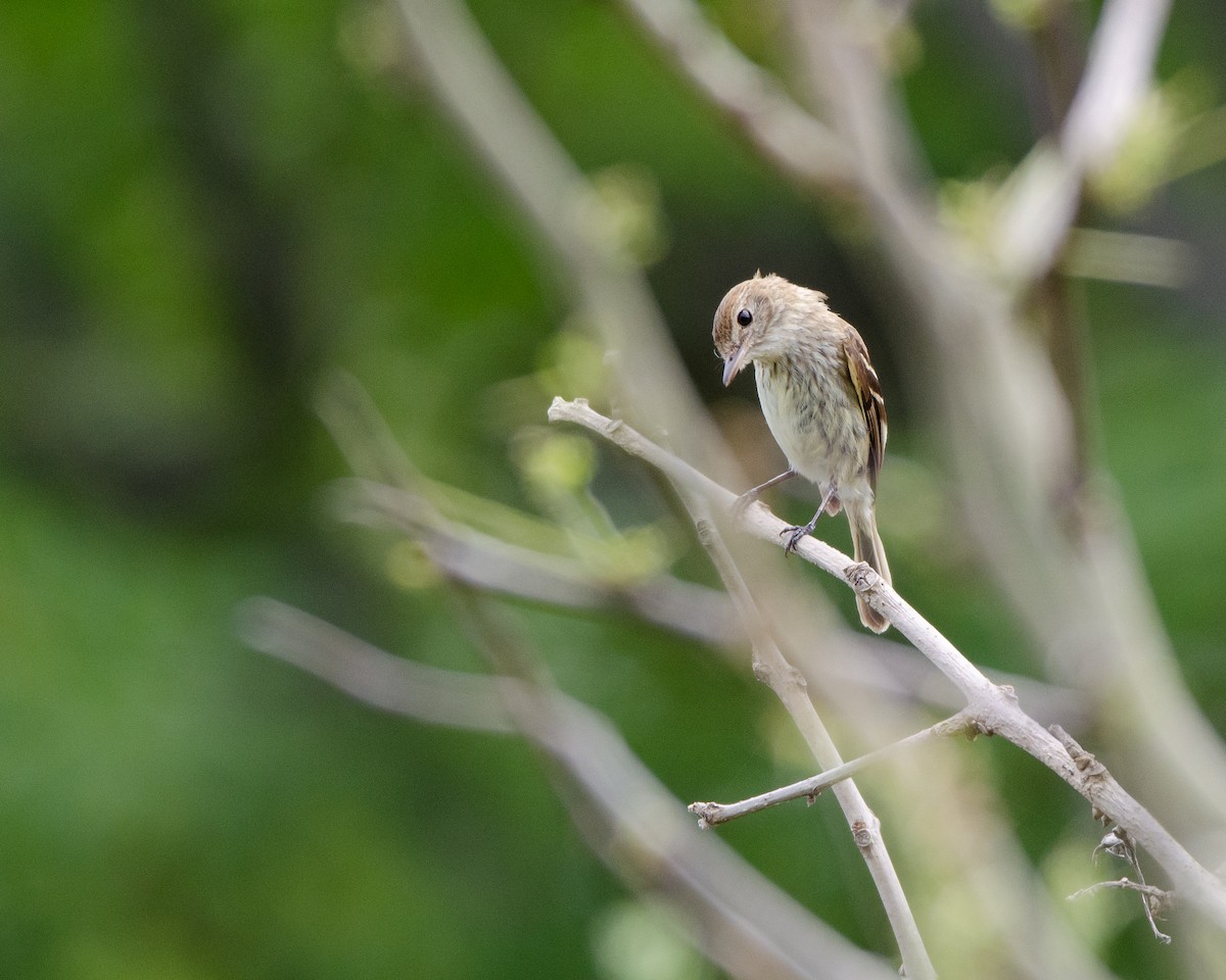 Bran-colored Flycatcher - ML613716717