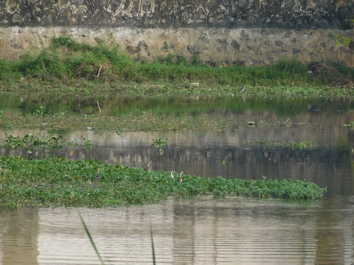 Pheasant-tailed Jacana - ML613716737