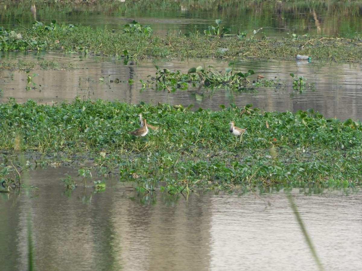 Pheasant-tailed Jacana - ML613716744