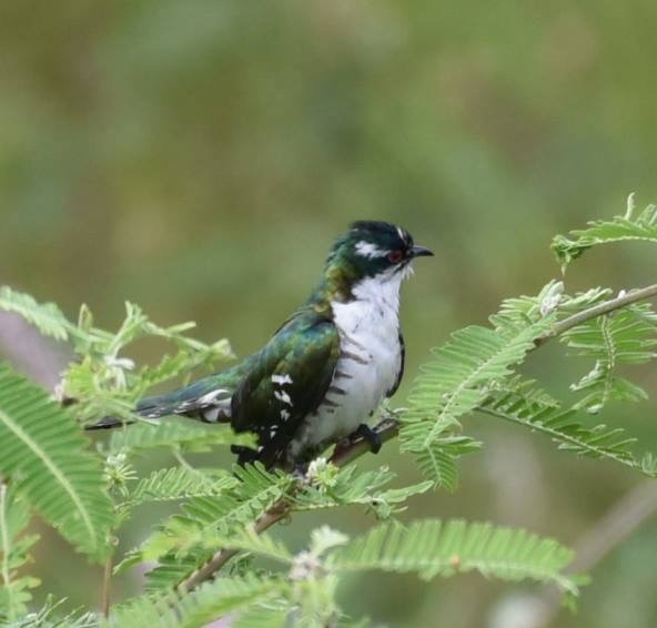 Dideric Cuckoo - ML613716750