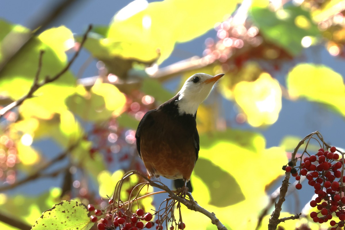 Taiwan Thrush - 尤 俊華