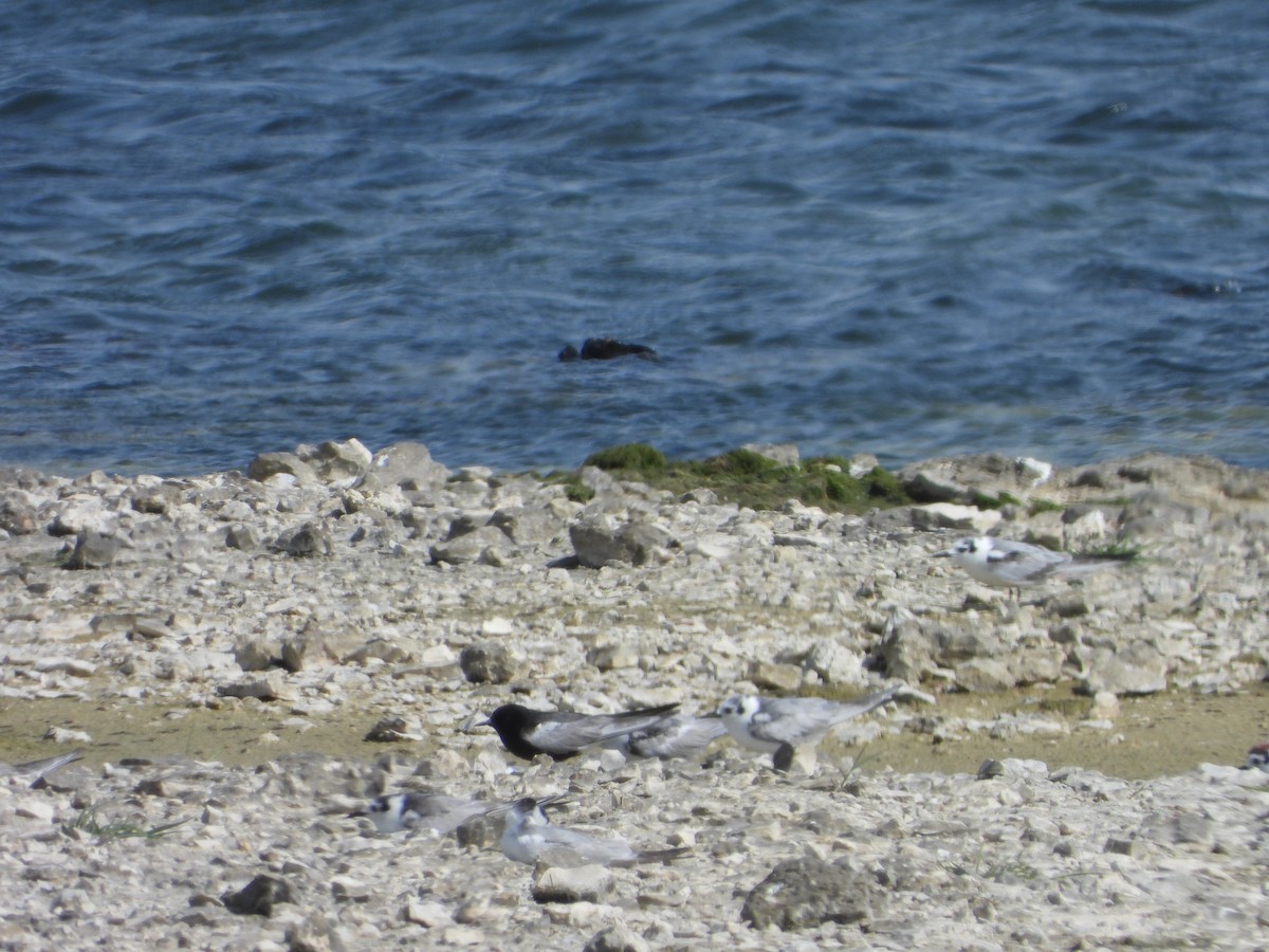 White-winged Tern - ML613716767