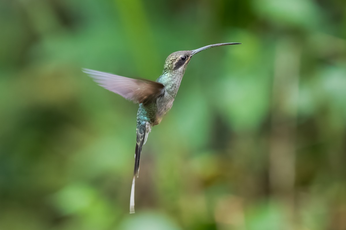 Grünschattenkolibri - ML613716768